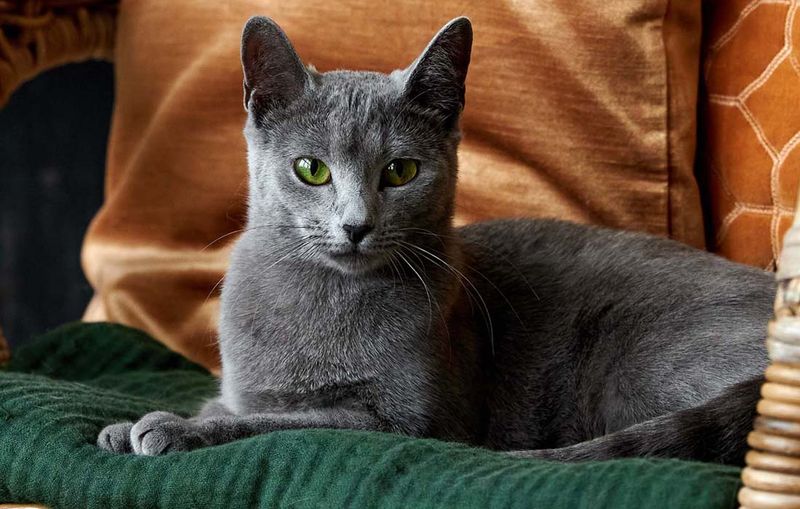 Russian Blue