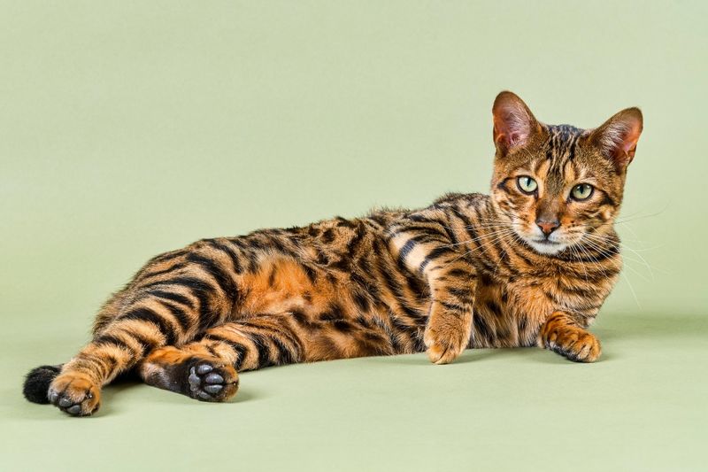 A Designer Breed