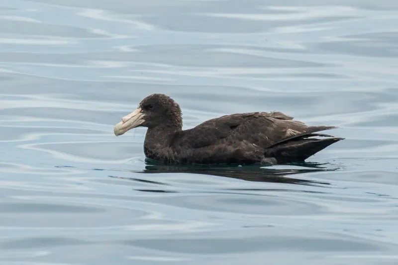 Southern Giant Petrel