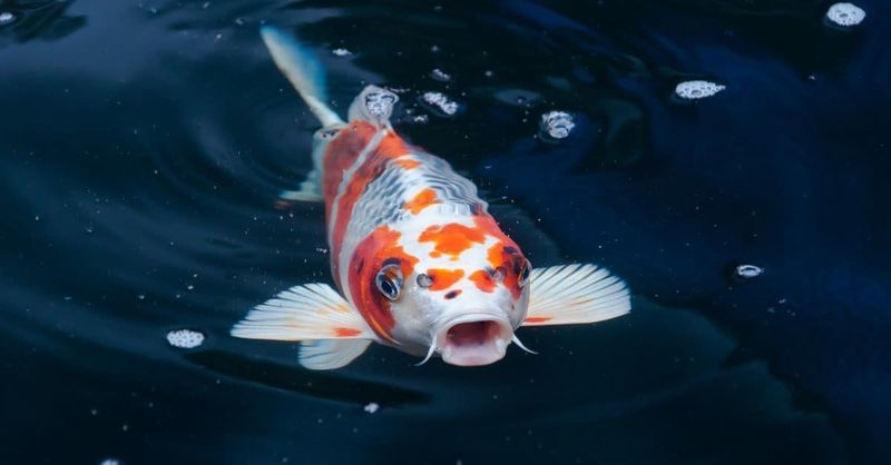 Koi Fish