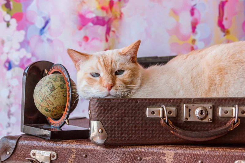 Traveling