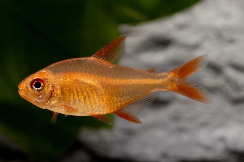Celestial Pearl Danio