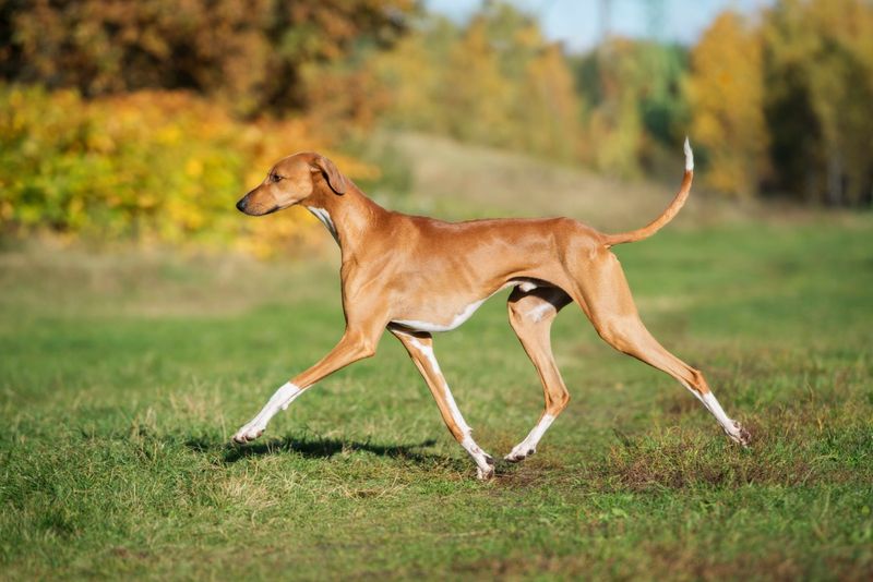 Azawakh: The Elegant Desert Runner