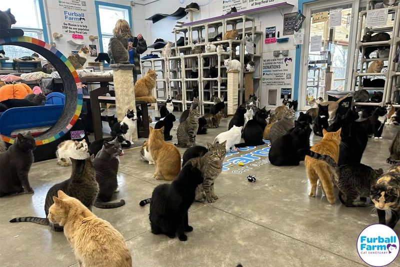 Overcrowded Shelters