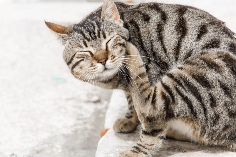 Neglecting Flea And Tick Prevention
