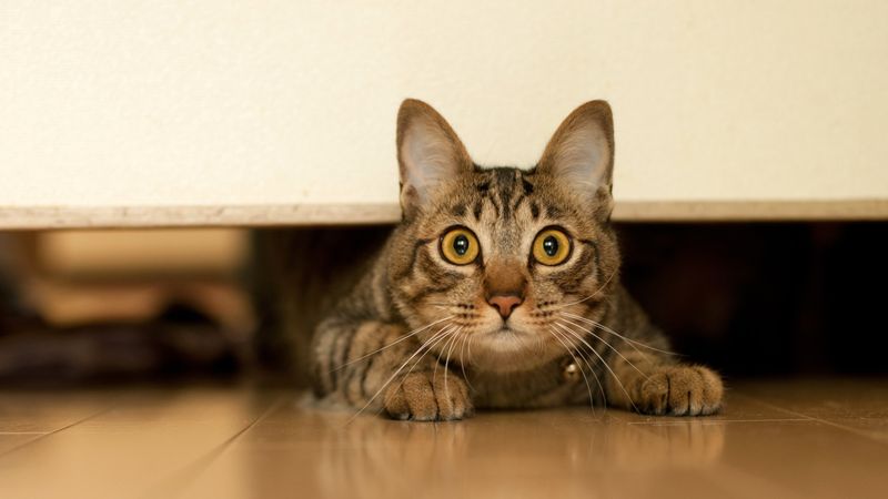Fear-Induced Biting
