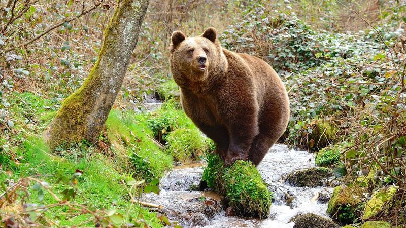 Bear