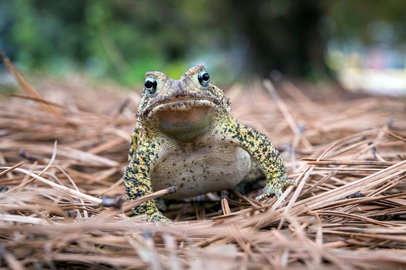 Houston Toad