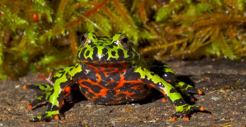 Fire-Bellied Toad