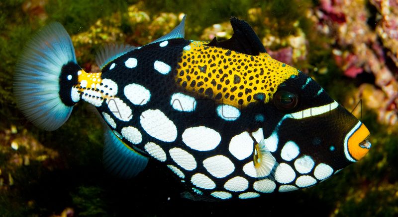 Clown Triggerfish