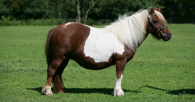 Shetland Pony