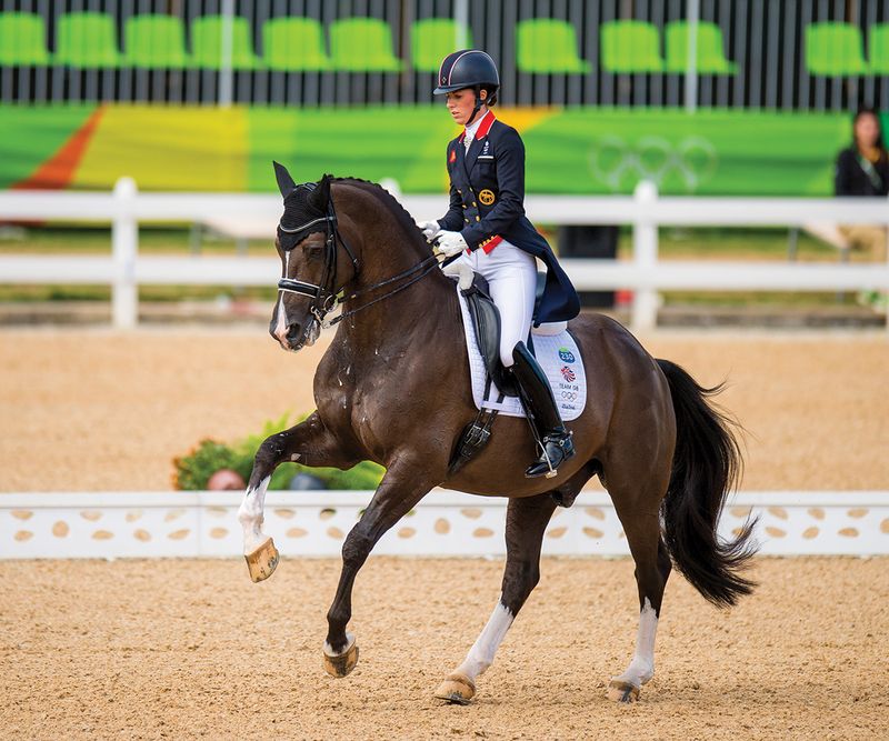 Dutch Warmblood