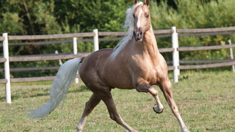 Tennessee Walking Horse
