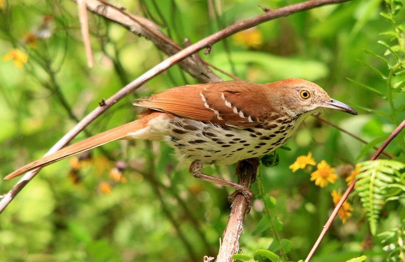 Brown Thrasher
