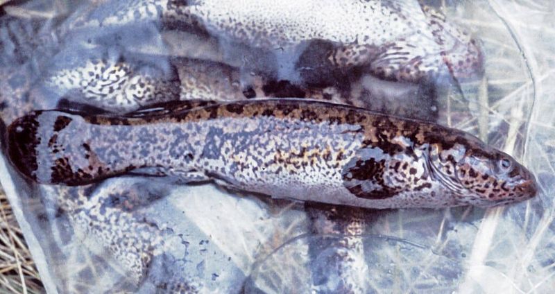 Alaskan Blackfish