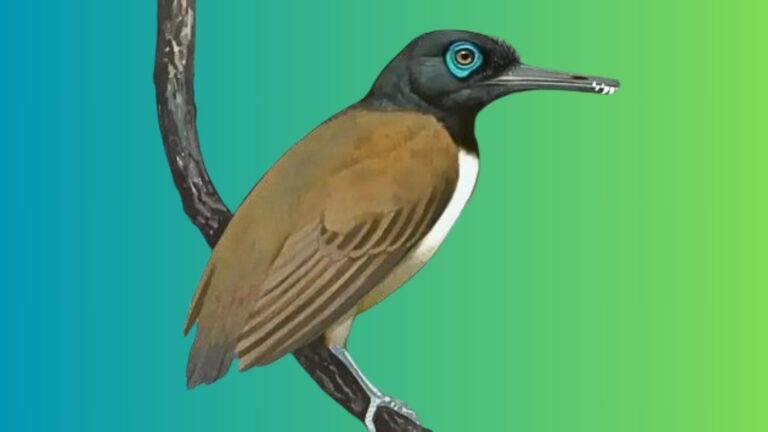 Paleontologists Find Evidence Of Fruit-Eating In Fossil Birds With Teeth