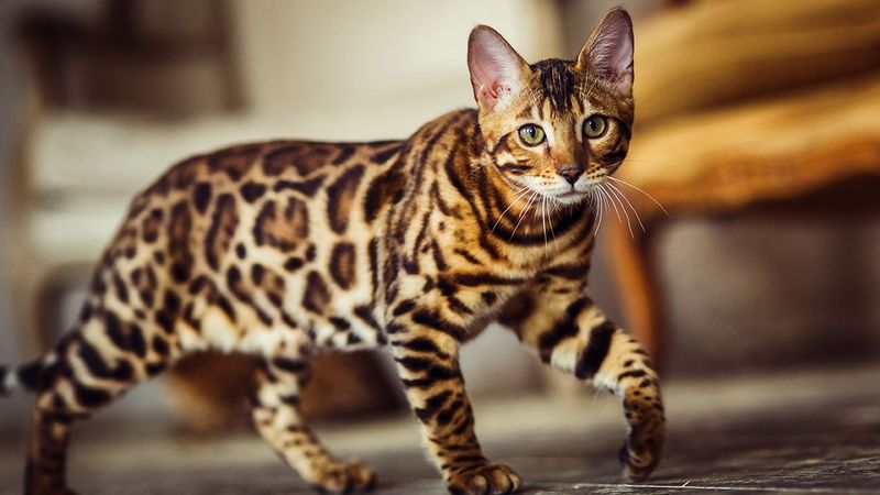 Bengal Cat