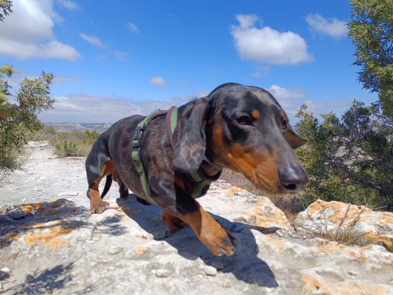 Dachshund's Difficult Terrain