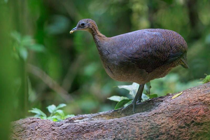Solitary Tinamou