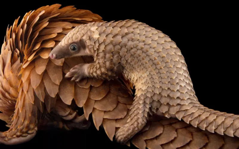 Pangolin
