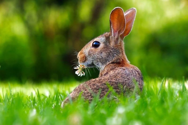 Rabbits And Horses