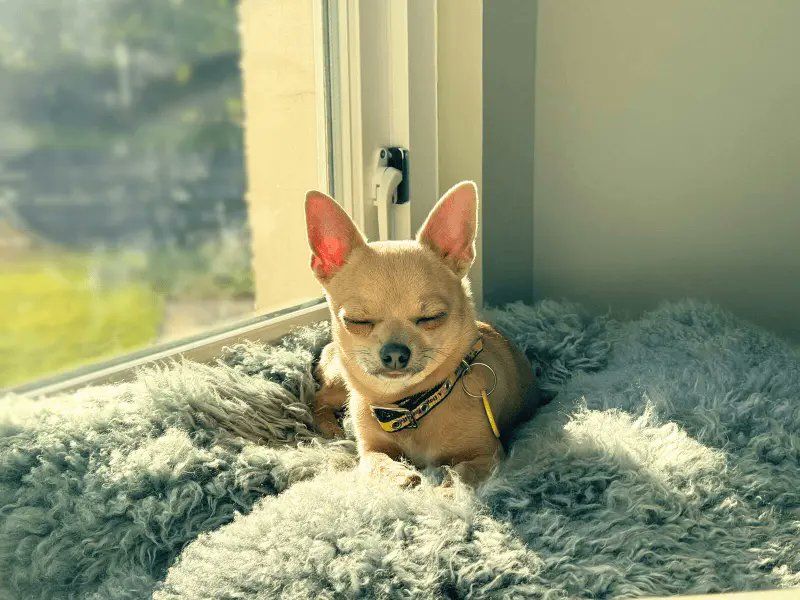 Chihuahua