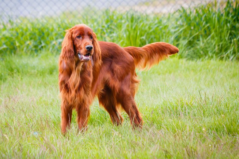 Irish Setter