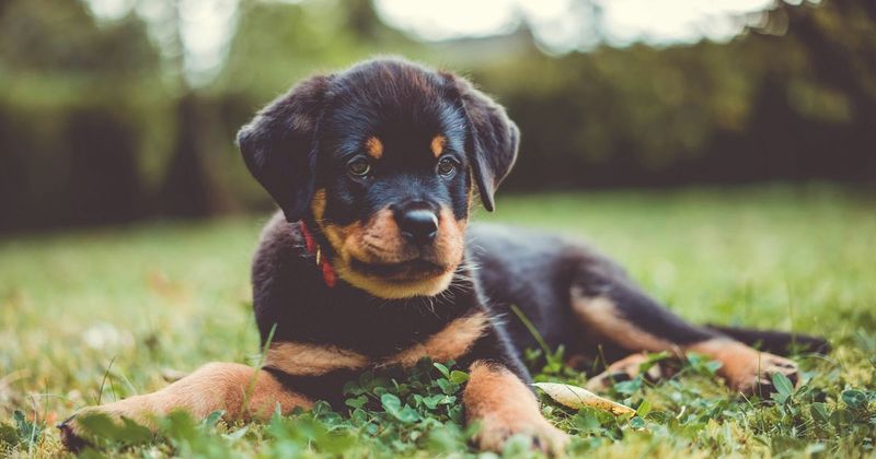 Rottweiler