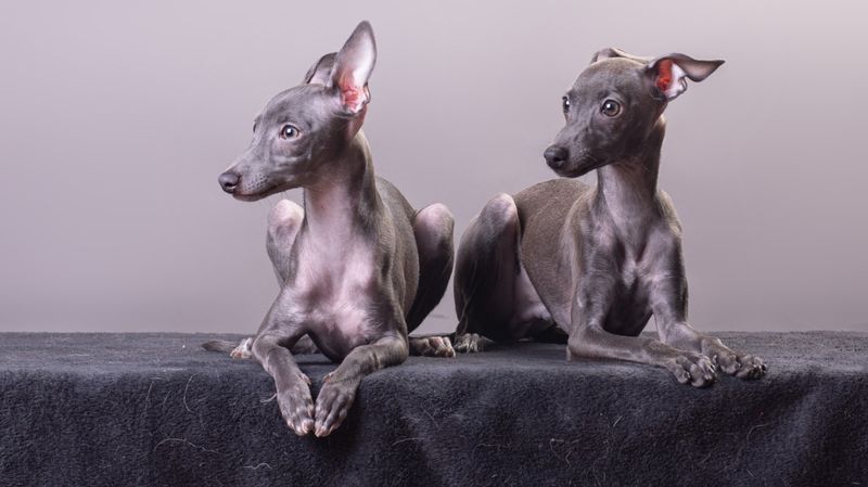 Italian Greyhound