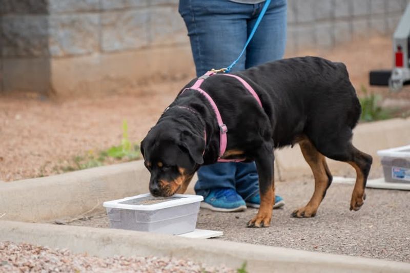 Rottweiler