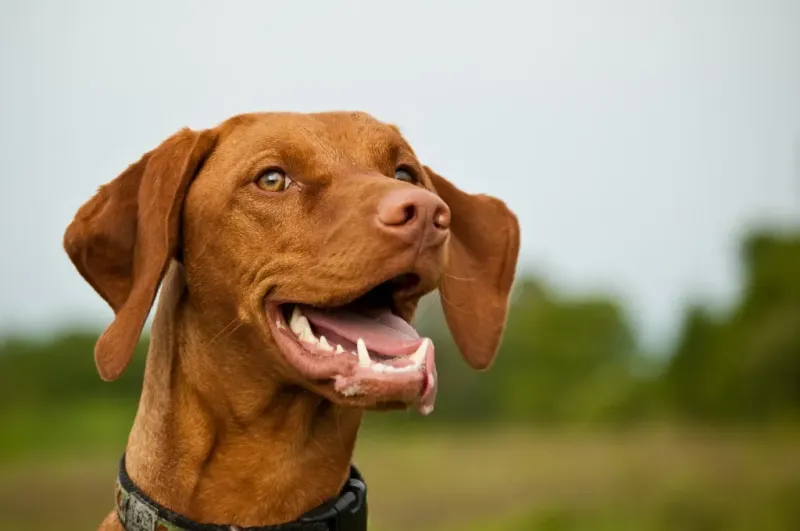 Vizslas