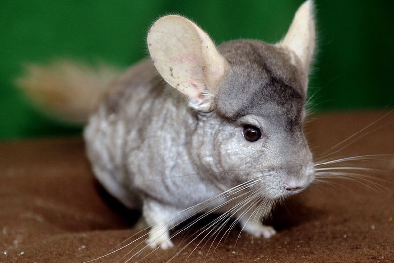 Chinchillas