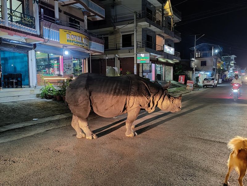The Rhino's Rush Hour