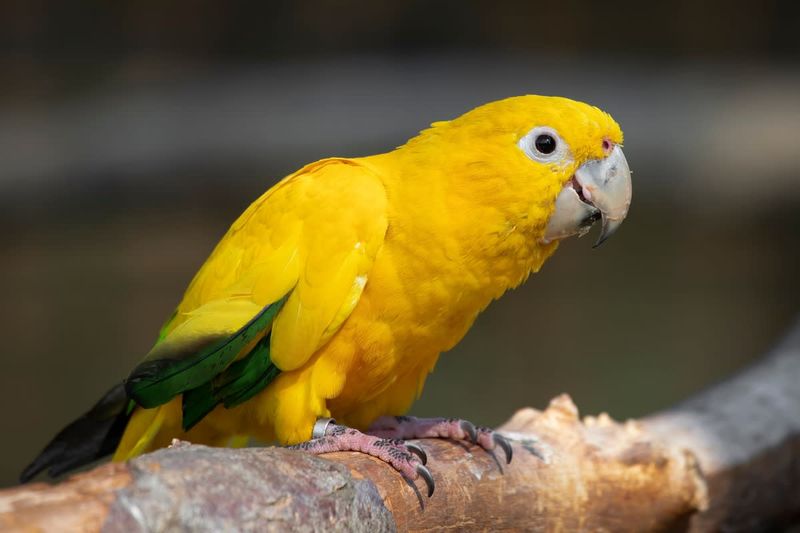 Library Reading Bird Programs