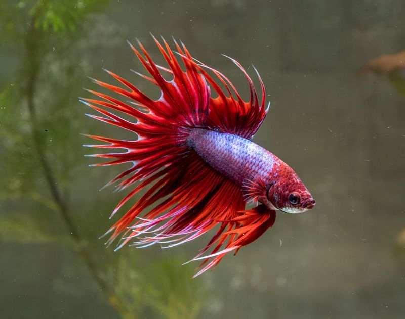 Betta Fish