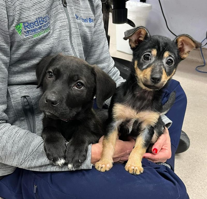 Participate In Animal Rescue