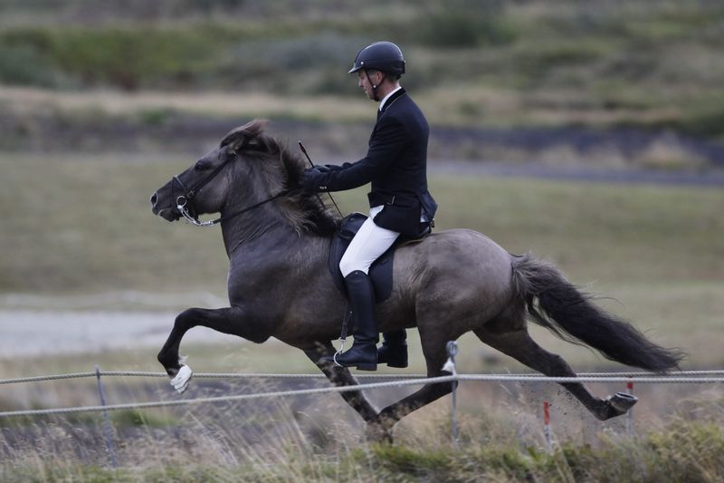 Icelandic Horse