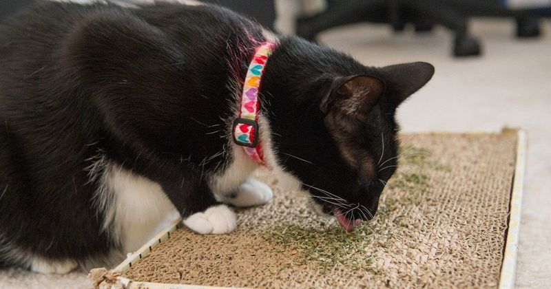 Use Of Catnip