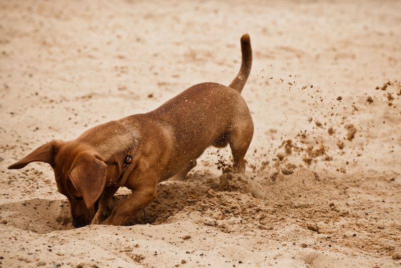 Digging Dens For Security