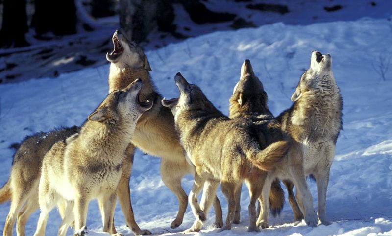 Barking
