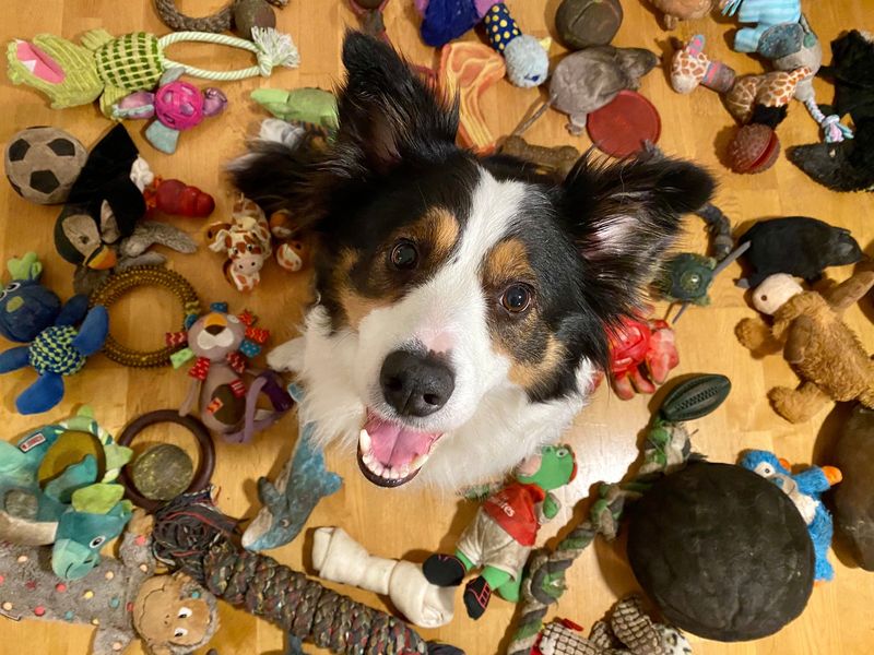Canine Einsteins With Vocabulary Recognition