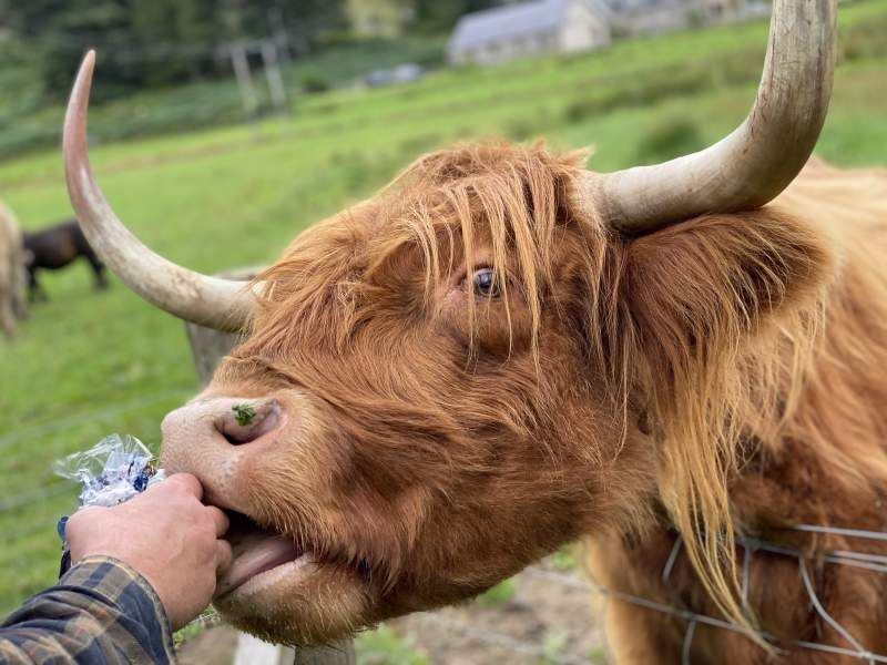 Highland Cattle