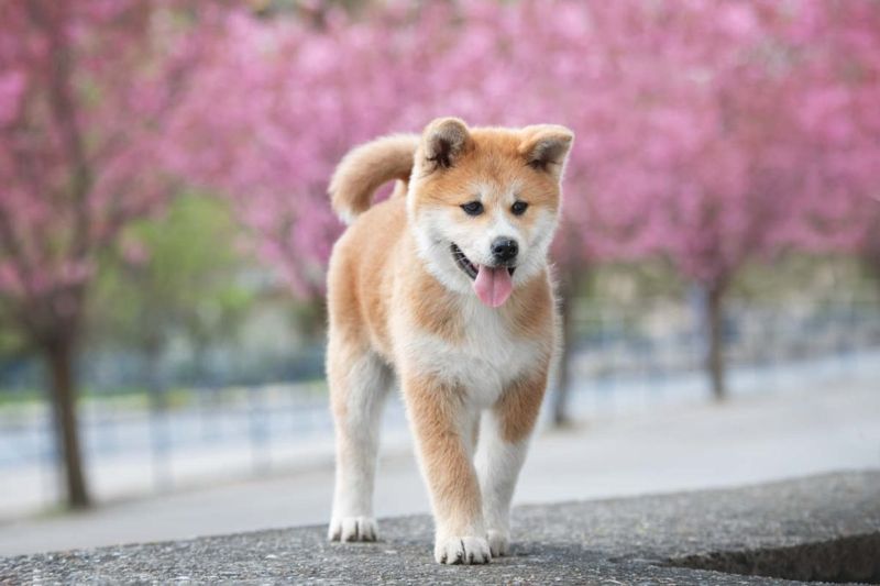Akita
