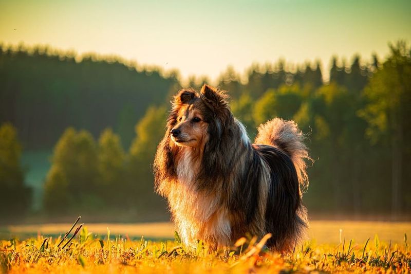 Shetland Sheepdog