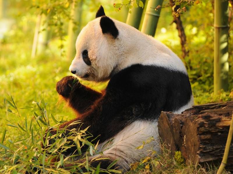 Giant Panda
