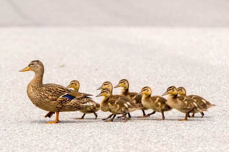 Duckling Parades