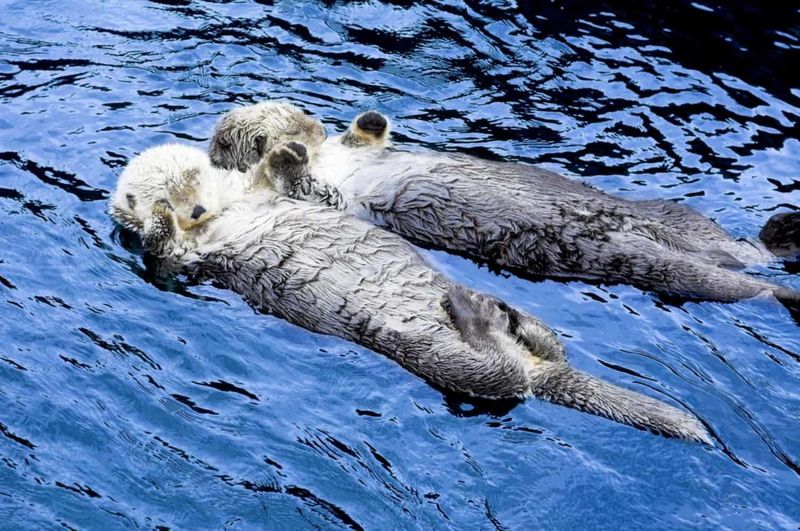 Sea Otters