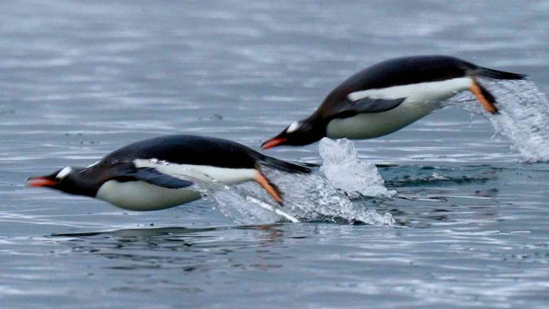 Penguins Are Poor Swimmers