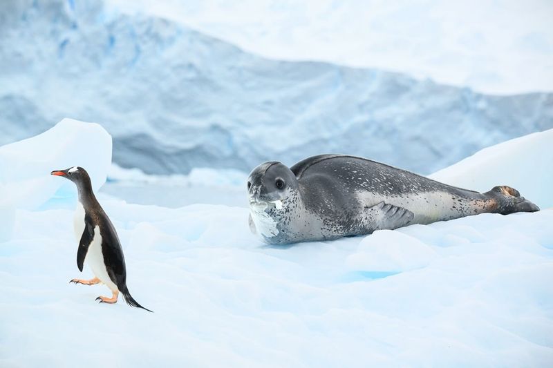 Penguins Don’t Have Natural Predators