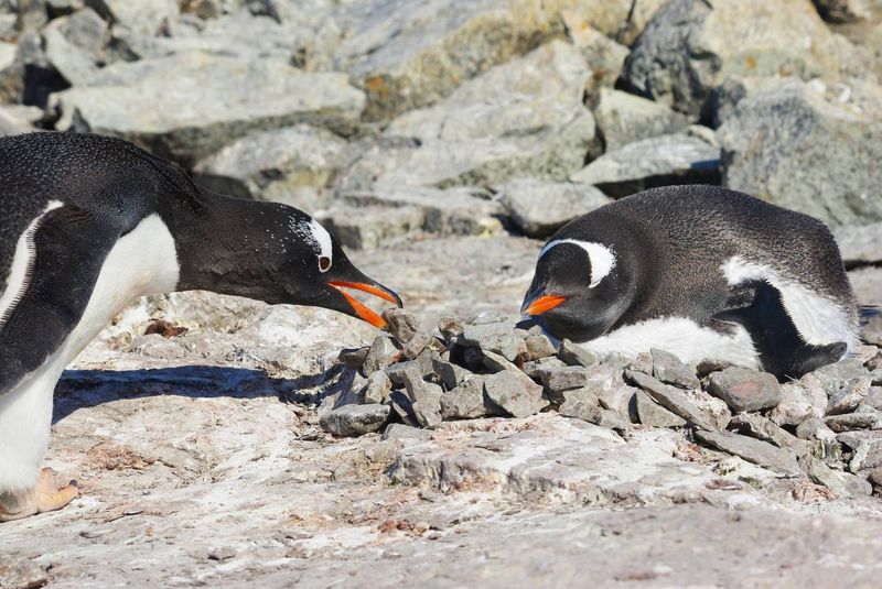 Penguins Build Nests Out Of Snow
